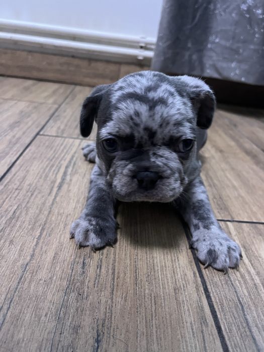 Bulldog francez