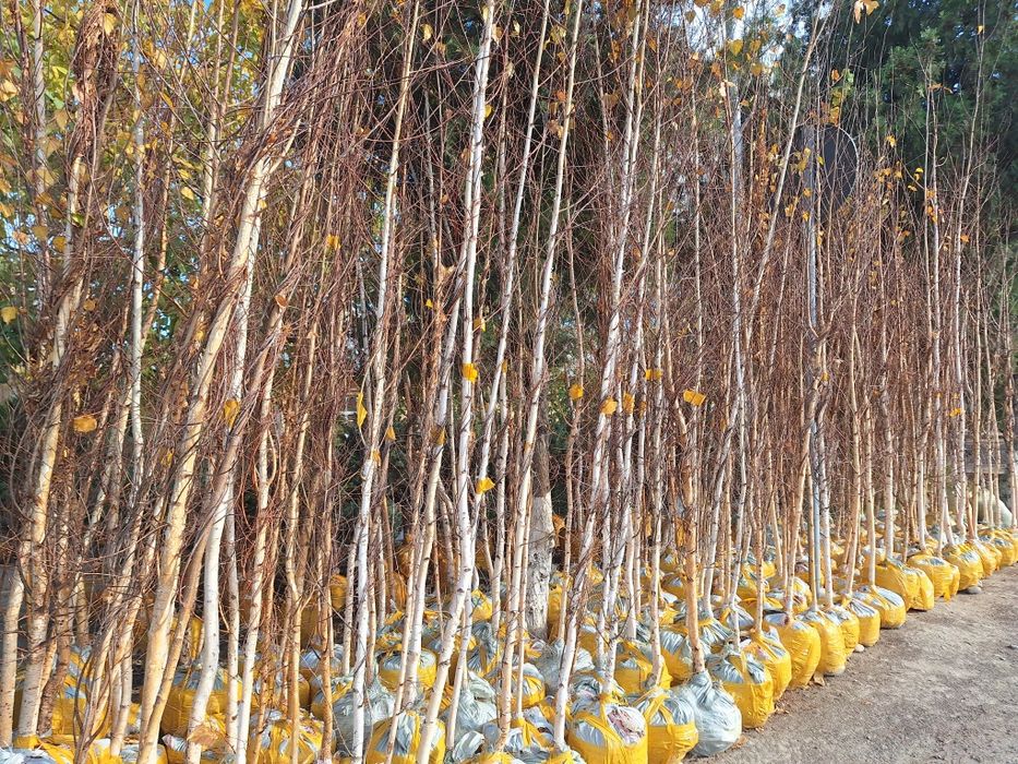 Павлония. Ва  Терак.