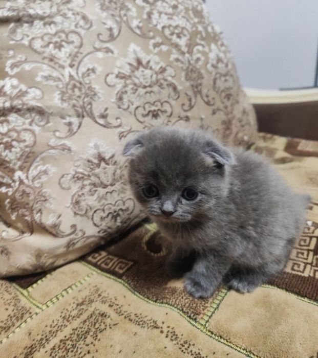 Девлчки и мальчики к лотку приусены 1.5 мес