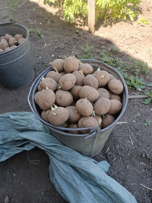 Посадочный картофель