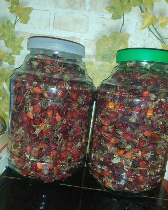 Дачный местный шиповник