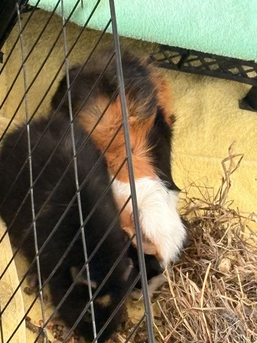 Морские свинки девочки