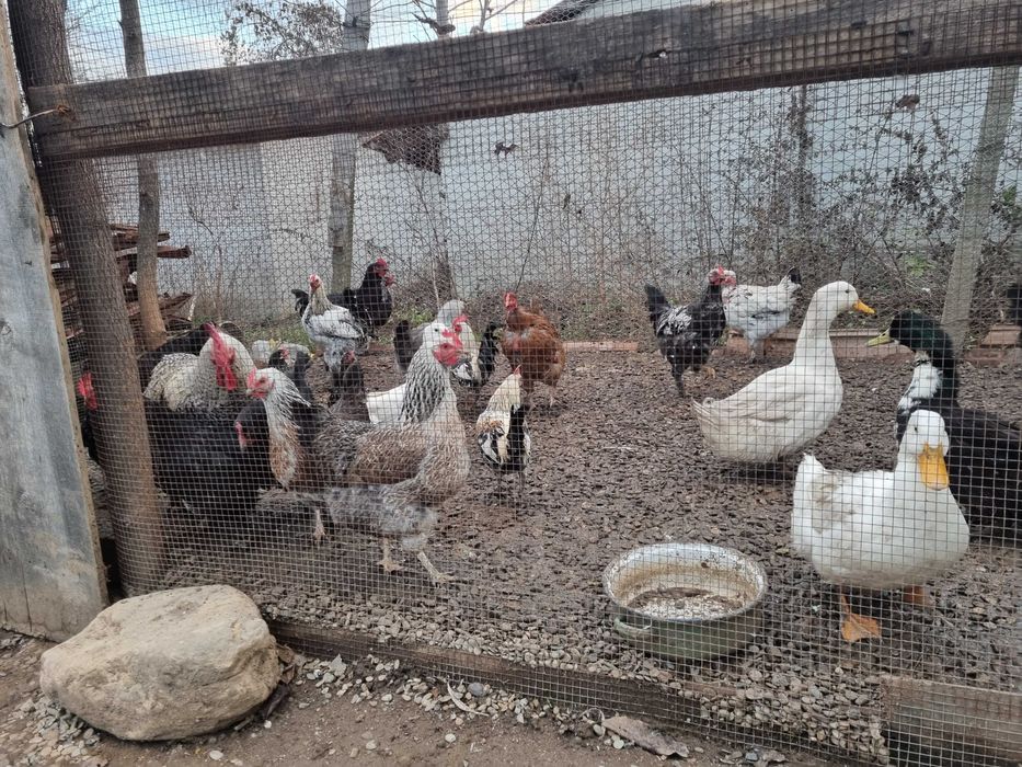 Gaini ,cocosi si rate de tara