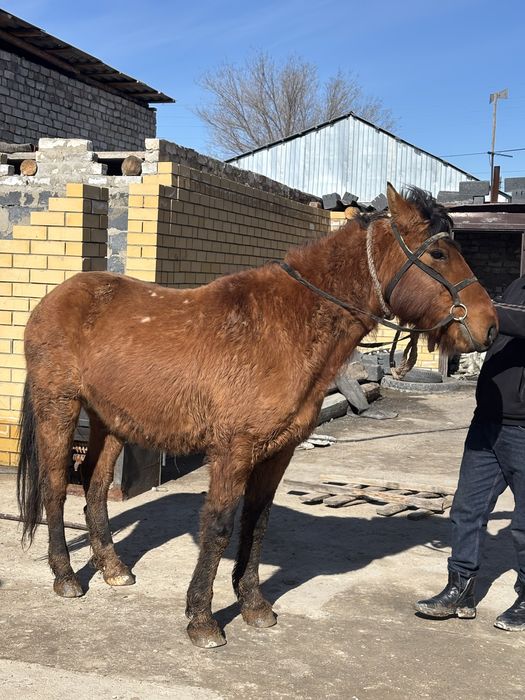 Лошади казақі сатам