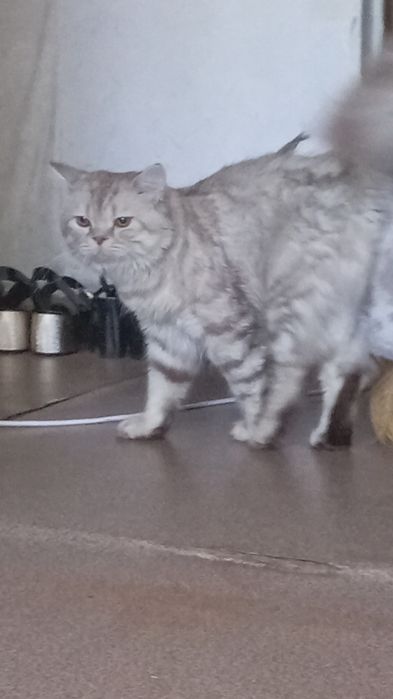 Отдам даром шотландского кота