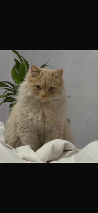 Кот породный бесплатно