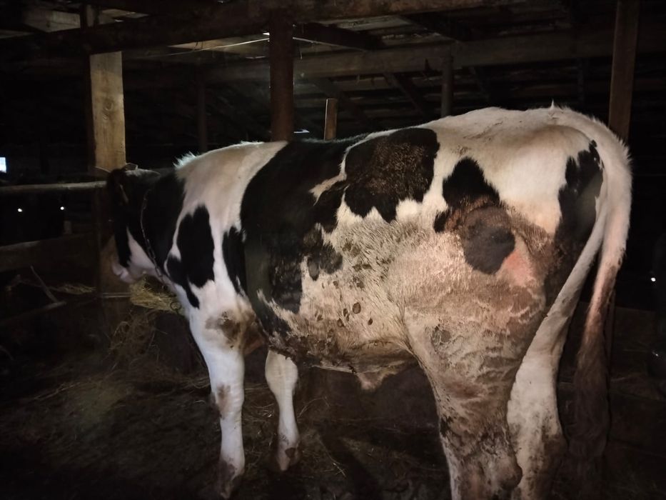 Бычки стоит на откорме