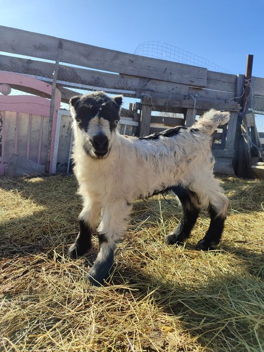 Продам козлик ламанча