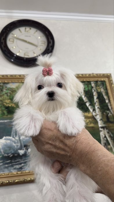 Шикарная малышка мини мальтезе