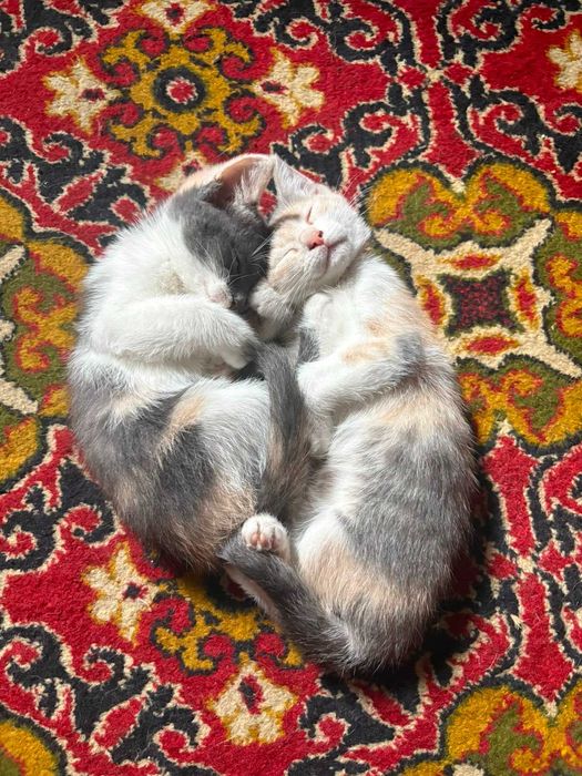 2 Котенка,девочки