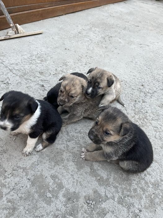 Щенята в добрые руки!