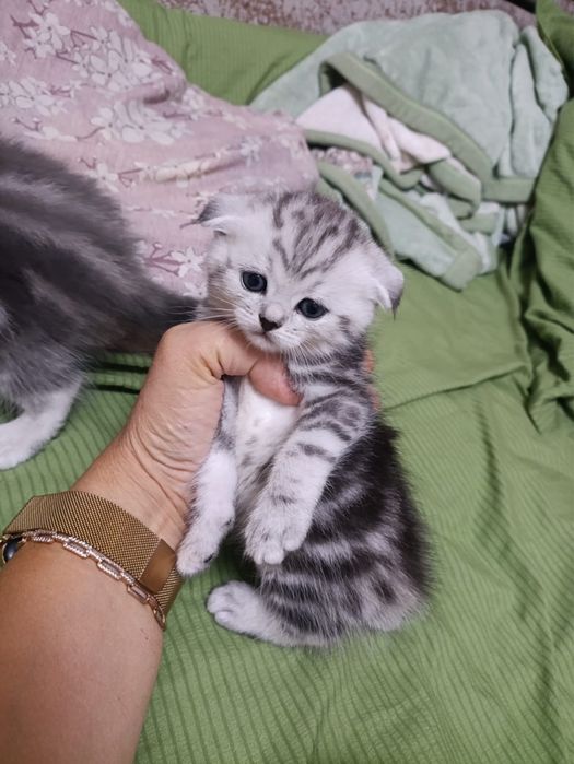 Котята шотландские фолдики