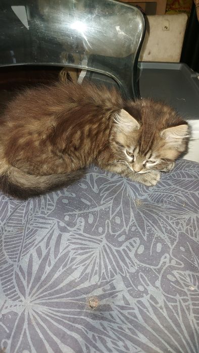 Donez pisicuta superba