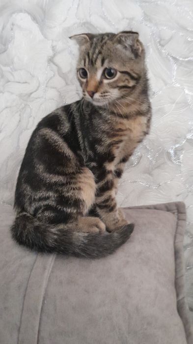 Отдам котёнка вислоухова