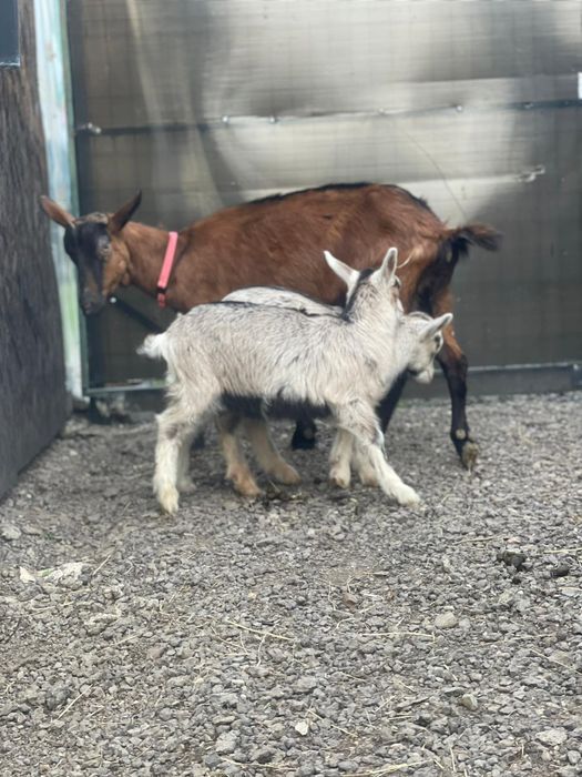 Vând / schimb ,,,2 ieduțe ,rasa alpină franceză cu sannen vârstă 2 luni jumate