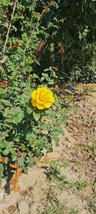 Атиргул кучатлари сотилади