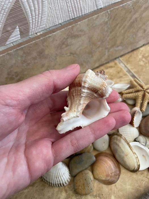 Colecție pietre speciale/ scoici/ stea de mare