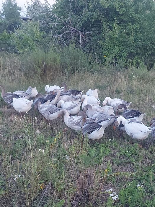 Продам гусей домашних