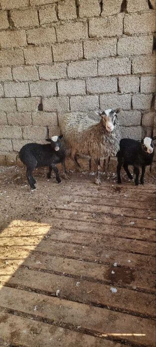 Романов,Ramanov  кузи кучкорлар сотилади