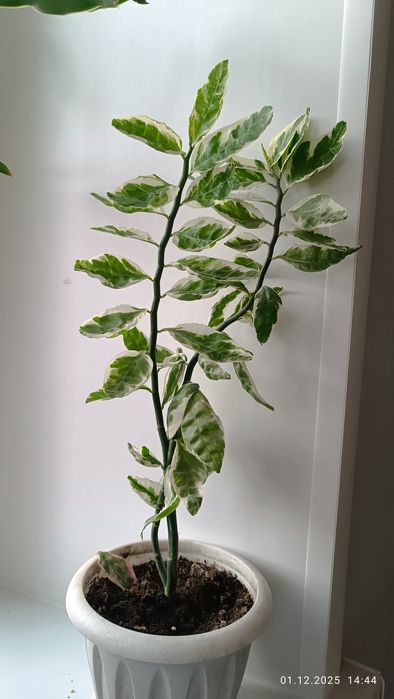 Оксалис Кислица фиолет.