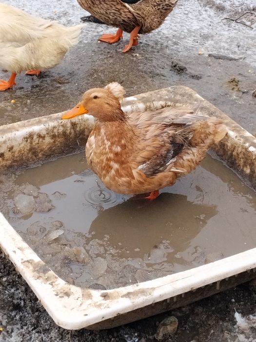 Schimb sau vând ce se vede.