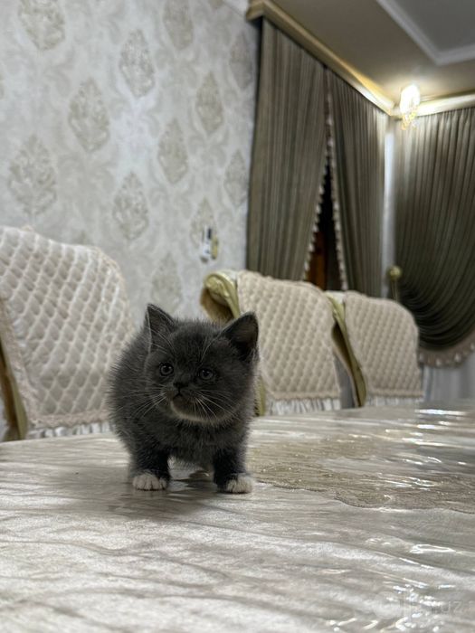 Скотиш фолл и скотиш страйт