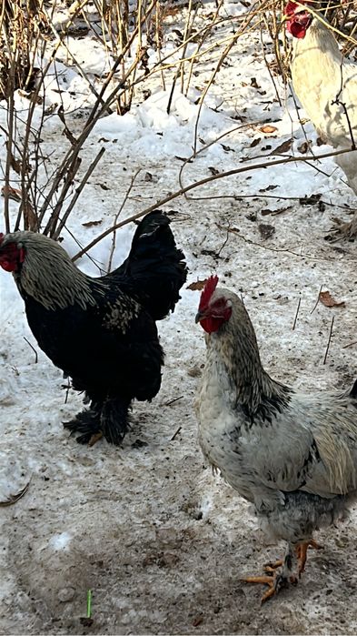 Продам петухов молодых.