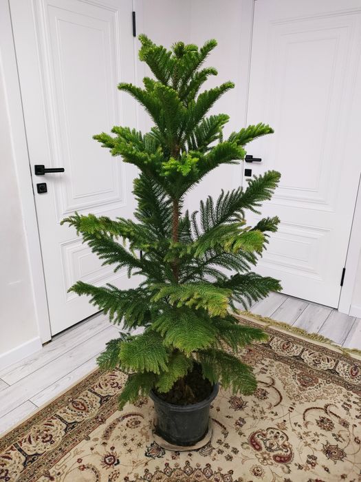 Комнатные растения, доставка