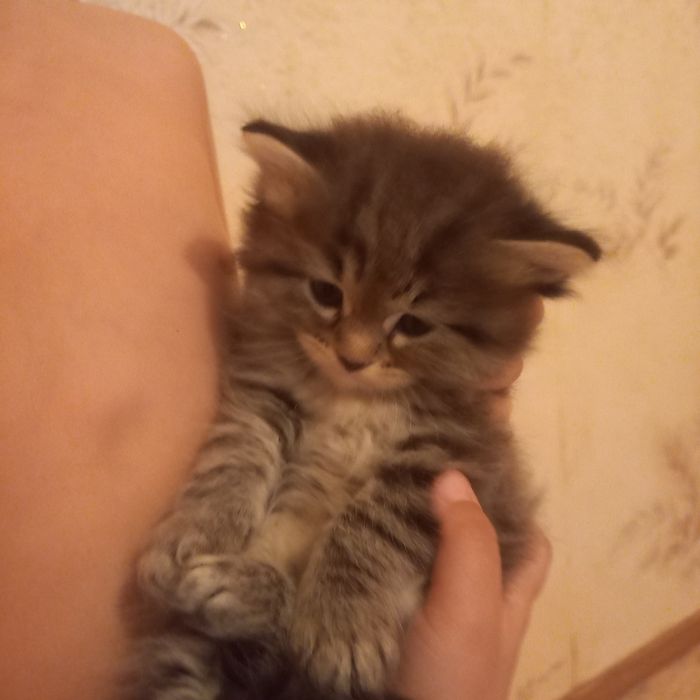 Британский котёнок мальчик 1 мес