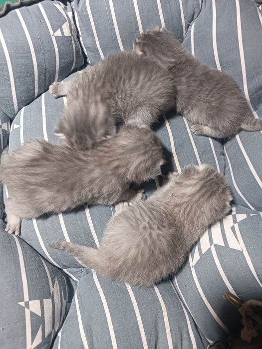 Mushuk bolasi sotiladi