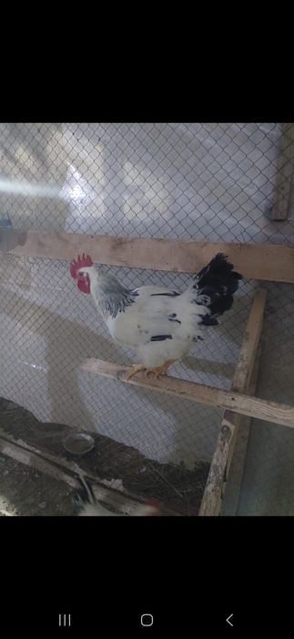 Адлер петух .қораз