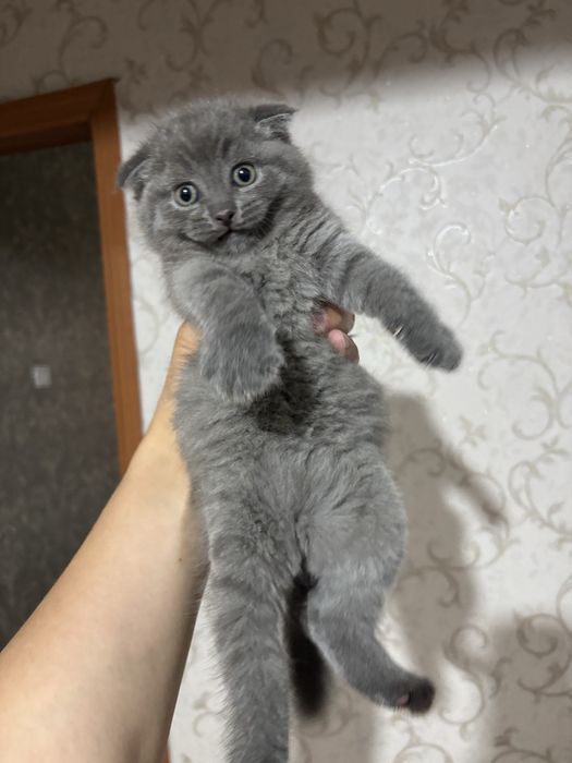 Продается Вислоухий котенок девочка