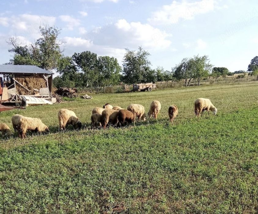 Urgent Vand 6 oi si 2 berbeci , le transport personal la cumparator. pentru detalii va rog sa sunati