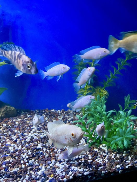 Аквариум 30 литров комплект с гарантией!