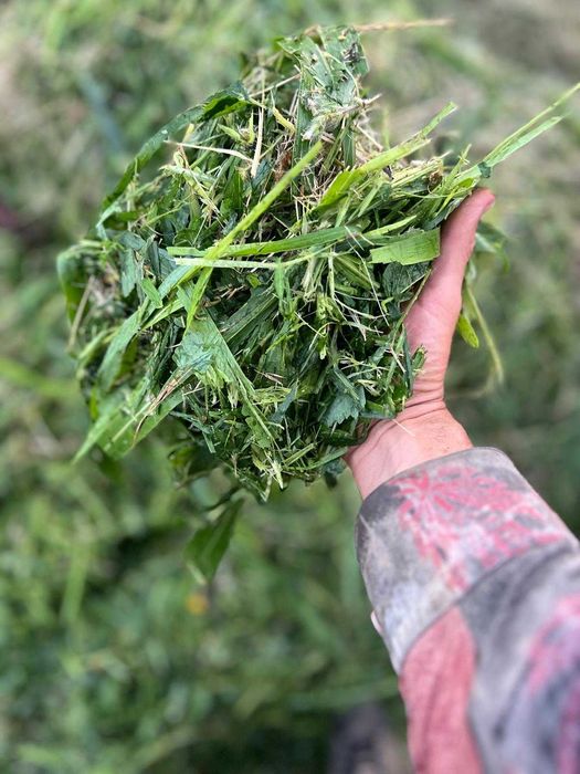 Sorg si iarba de sudan hibrid, soluri sarace/seceta, cultura secundara