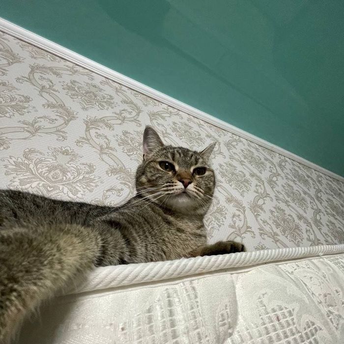 Отдам даром кошку британской породы живет с нами 4 года