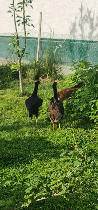 Продается чистокровный петух породы Шамо с курами