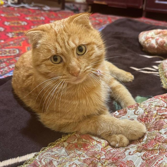 Aqilli mushug zotdor erkak