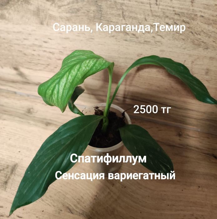 Спастифиллум Сенсация