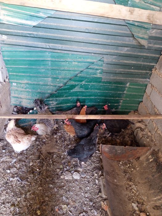 курица и петух домашние