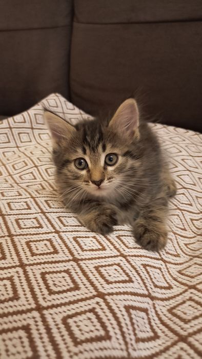 Продам котят-охотников!