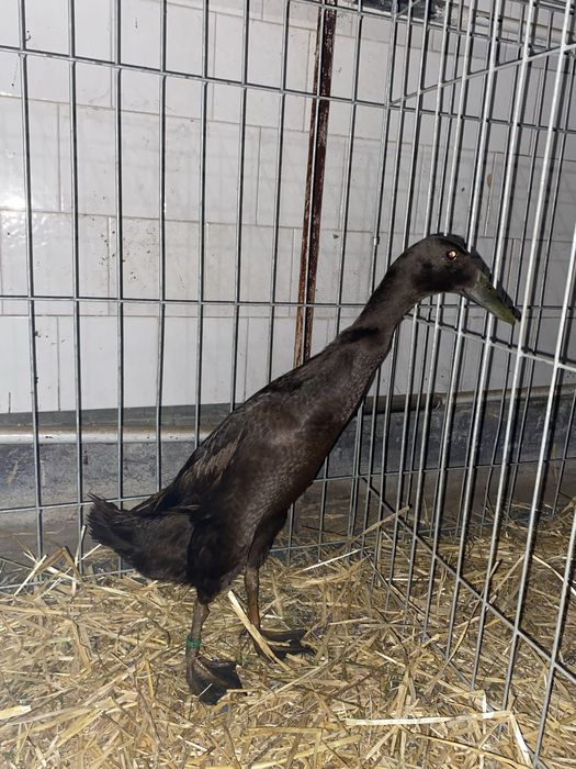 Rate alergatoare  indiene 2025