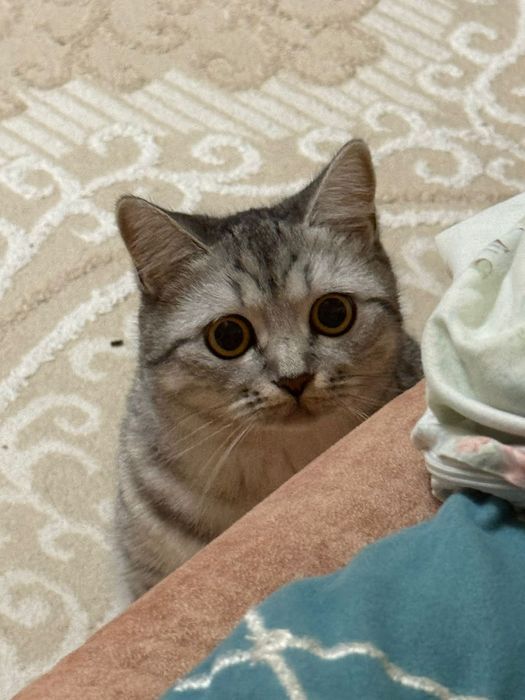 Кошечка 11 месяц девочка