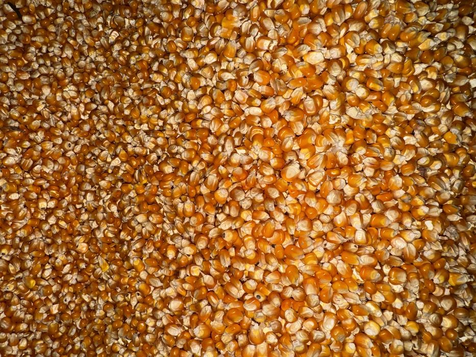 Vand graunte porumb sticlos