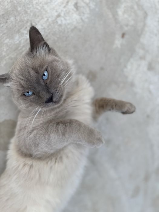 Кот в хорошие руки