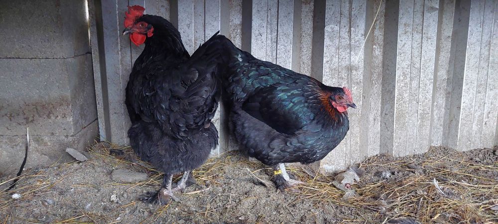 Familie Marans 4+1