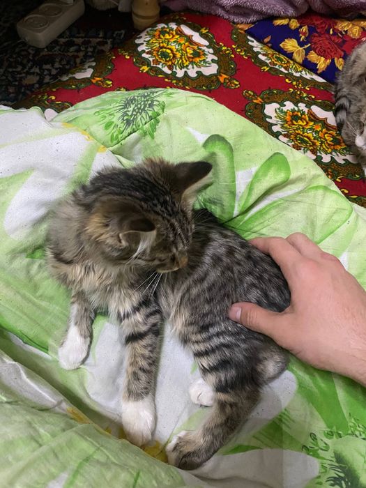 Mushuk tekinga bervoramiz