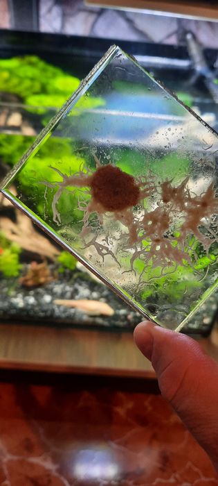 Cultura grindal pesti