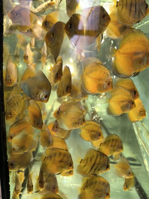 Дискуслар сотилади!