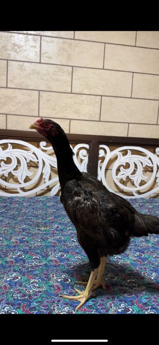 Дакан Китай-Кореец мекендер